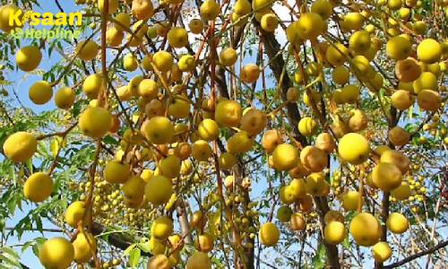  Darek (दरेक)